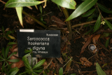 Sarcococca hookeriana var. digyna RCP1-12 138.JPG
